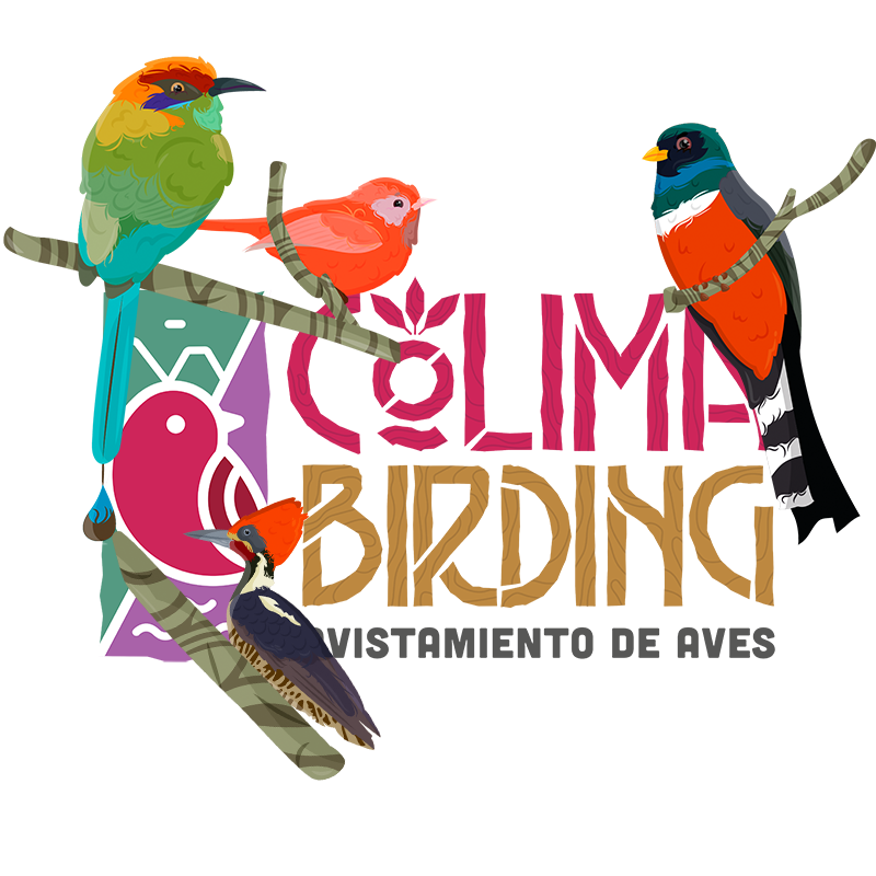 Aves representativas de Colima Birding 2026